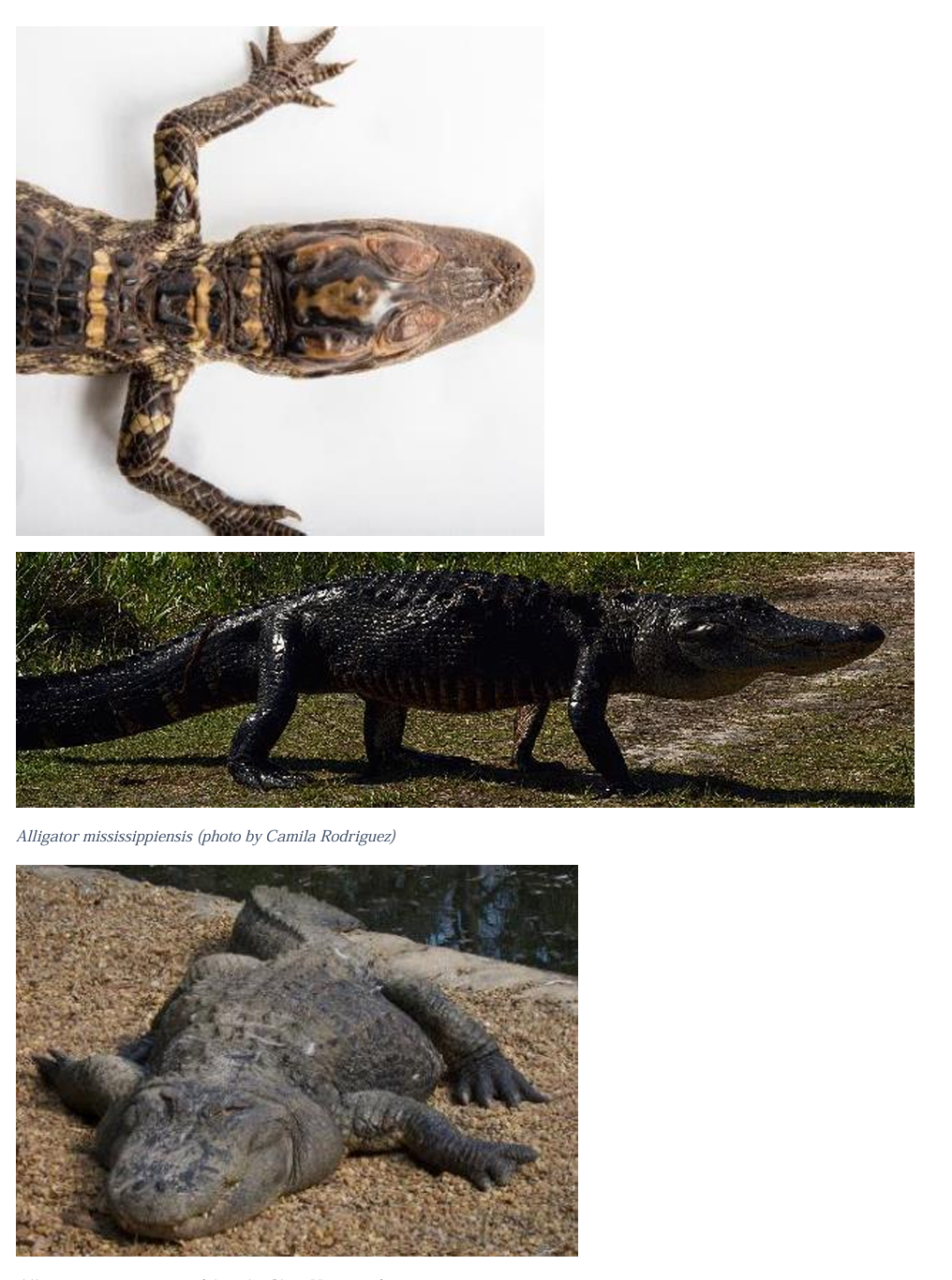 <p>Order: Crocodylia</p>