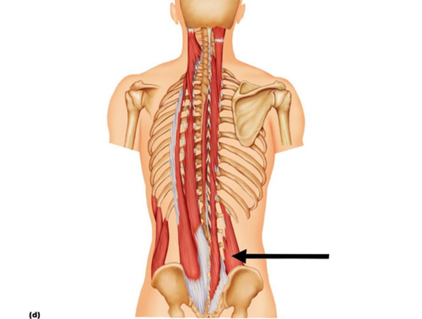 <p>what is this muscle?</p>