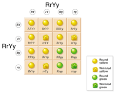 <p>a cross that involves hybrids for two traits</p><p>four alleles for two genes involved</p>