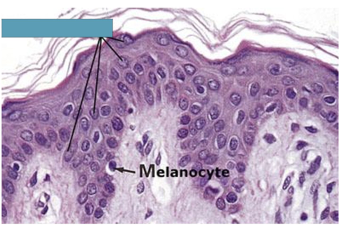 <p>Identify the cells</p>