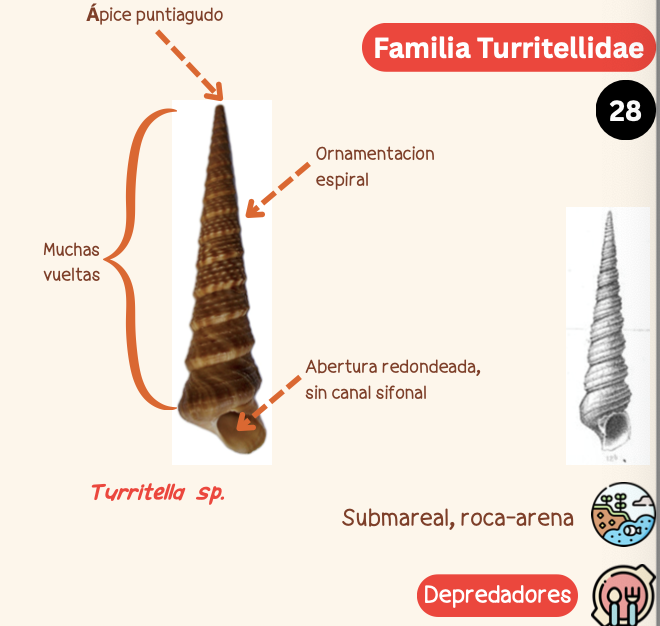 <p><strong>FILO </strong>Mollusca<strong><br>CLASE </strong>Gastropoda<br><strong>SUBCLASE </strong>Caenogastropoda<br><strong>ORDEN </strong>Cerithioidea<br><strong>FAMILIA </strong>Turritellidae<br><strong>GÉNERO </strong><em><u>Turritella sp</u></em><strong><br>CARACTERÍSTICAS </strong><br><strong>RÁDULA </strong>Tenioglossa<strong><br>ALIMENTACIÓN </strong>Depredadores<strong><br>HÁBITAT </strong>Submareal, roca-arena</p>