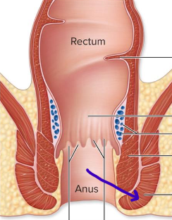 <p>skeletal voluntary muscle</p>