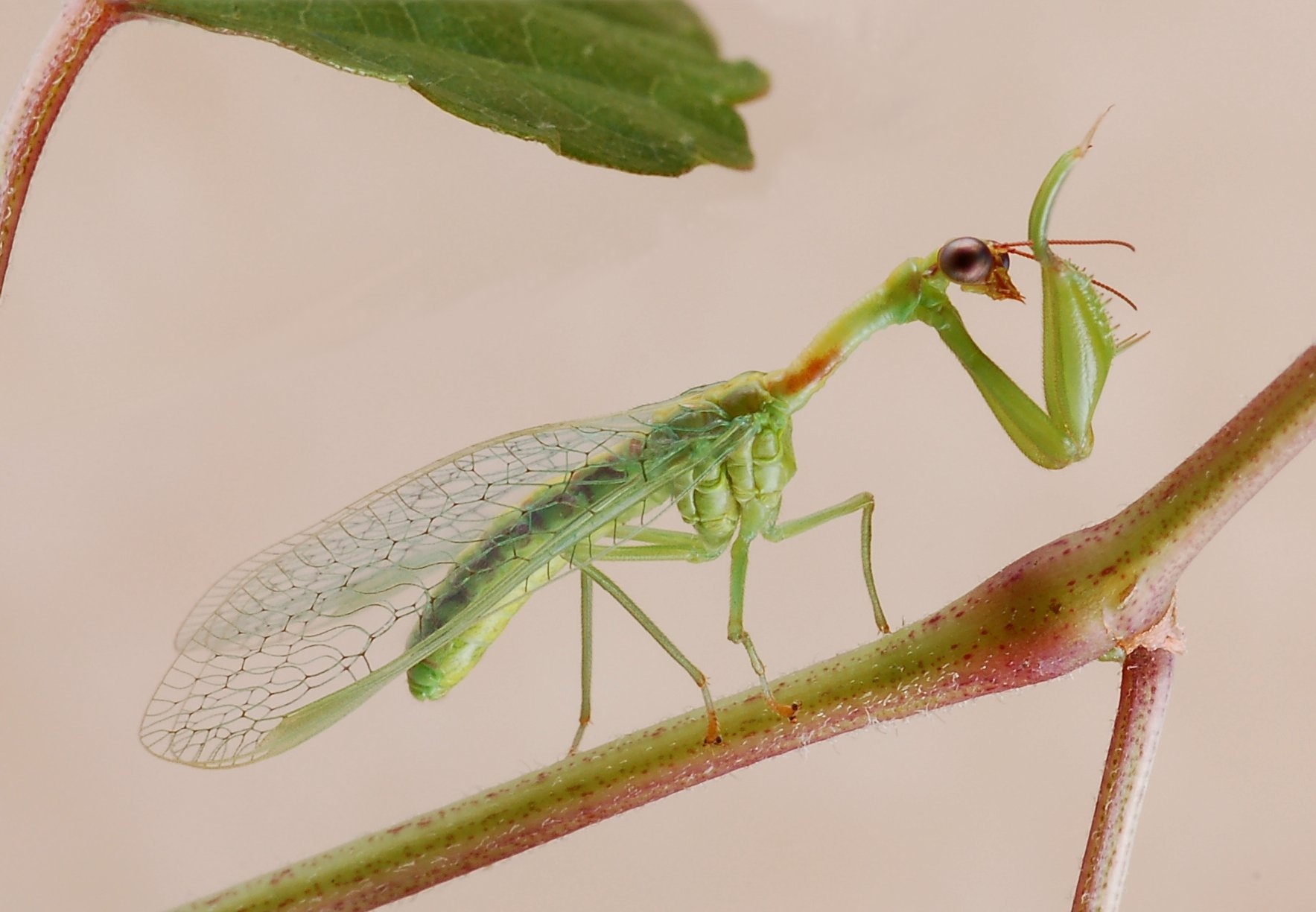 <ol><li><p>Mantidfly (mantid lacewing).. not a praying mantis</p></li><li><p>Adult</p></li><li><p>Neuroptera </p></li></ol><p></p>
