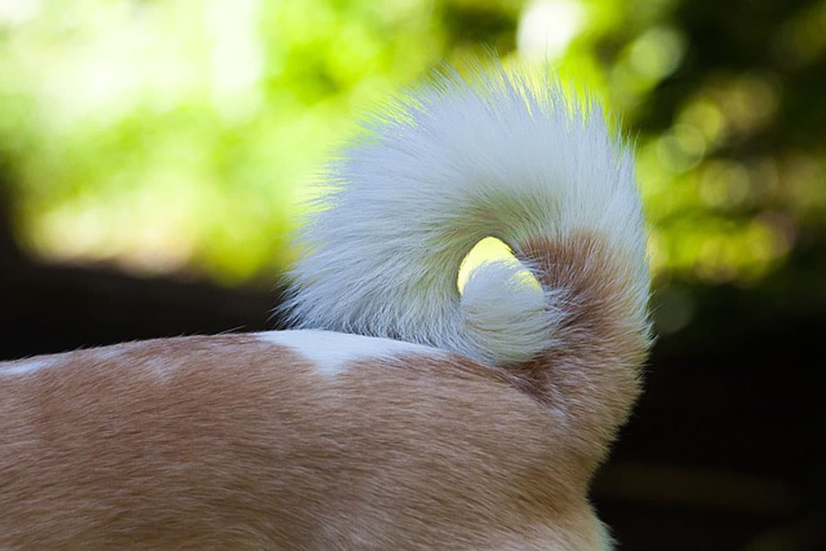 <p>tail</p>