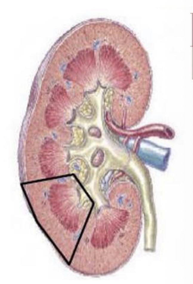 <p>What is a renal lobule composed of?</p>