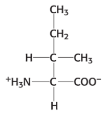 <p>Which amino acid is this?</p>