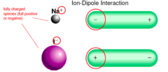 <p>forces between a fully charged species (ion) and a dipole by electrostatic attraction.</p><p>Increase in strength with increase in charge or decrease in size of ion</p><p>(how ions are dissolved in water- attract to the H2O and pulled away by electrostatic charge)</p>