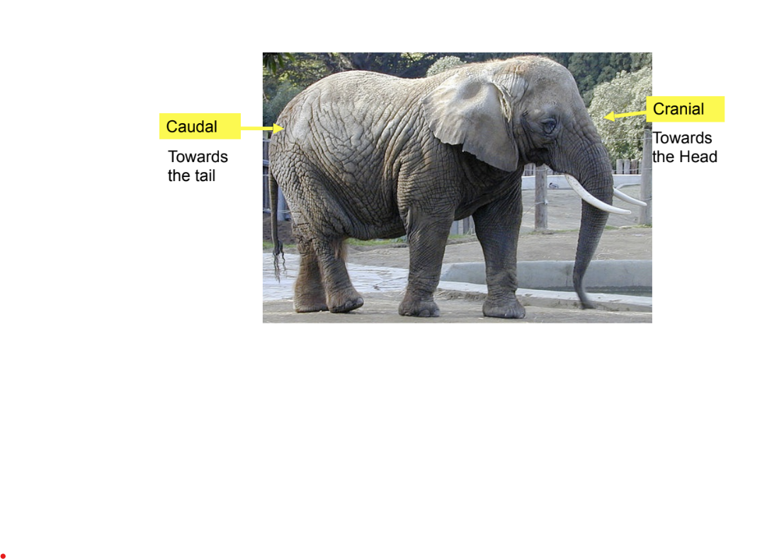 <p>caudal</p>