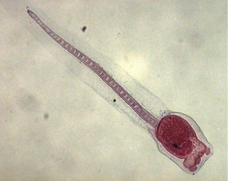 <p>What are these? Are these adult or juvenile?</p>