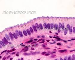 <p>-Function: Absorbs nutrients, secretes mucus and digestive enzymes, and protects underlying tissue</p><p>-Found: Stomach, intestines, reproductive tract</p><p>-Description: One layer of tall, column-shaped cells with nuclei usually located near the bottom of the cells. Often contains goblet cells that secrete mucus.</p>