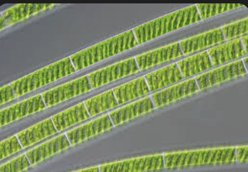 <p>in a genus of filamentous, freshwater green algae (belonging to the kingdom Protista or Charophyta) </p><ul><li><p>ribbon-like spiral chloroplasts</p></li><li><p><mark data-color="rgba(0, 0, 0, 0)" style="background-color: rgba(0, 0, 0, 0); color: inherit;">unbranched, thread-like chains of cylindrical cells surrounded by a slimy mucilage sheat</mark></p></li></ul><p></p>