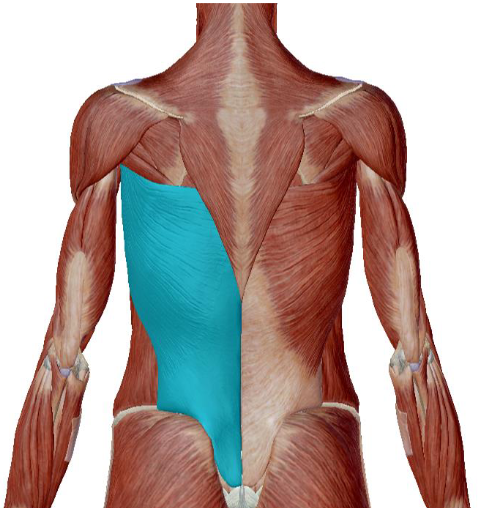 <p>what muscle is this </p>
