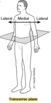 <p>Divides the body into top and bottom sections</p>