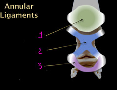 <p>What are these digital annular ligaments in the horse?</p>