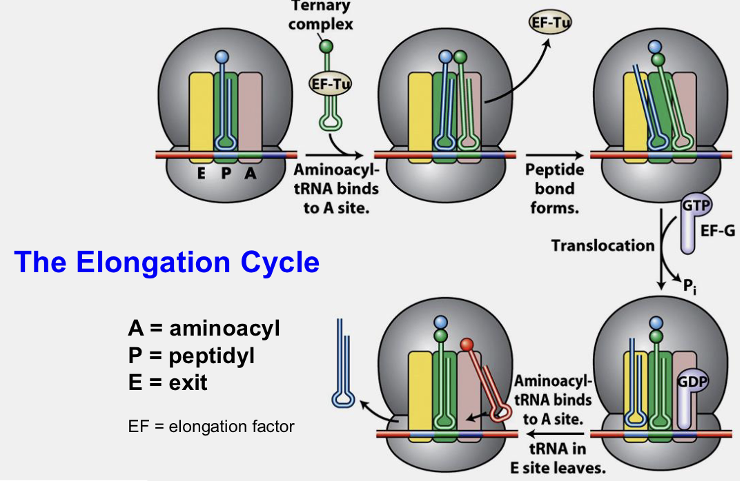 <ul><li><p>Aminoacyl-tRNA enters A site of ribosome, anticodon of tRNA must pair with codon in A site</p></li><li><p>Transfer of growing polypeptide from tRNA in P site to tRNA in A site</p></li><li><p>Translocate ribosome along 3 nucleotides toward 3’ end of transcript</p></li><li><p>Growing chain is in P site, uncharged tRNA in E site can then depart</p></li></ul><p></p>