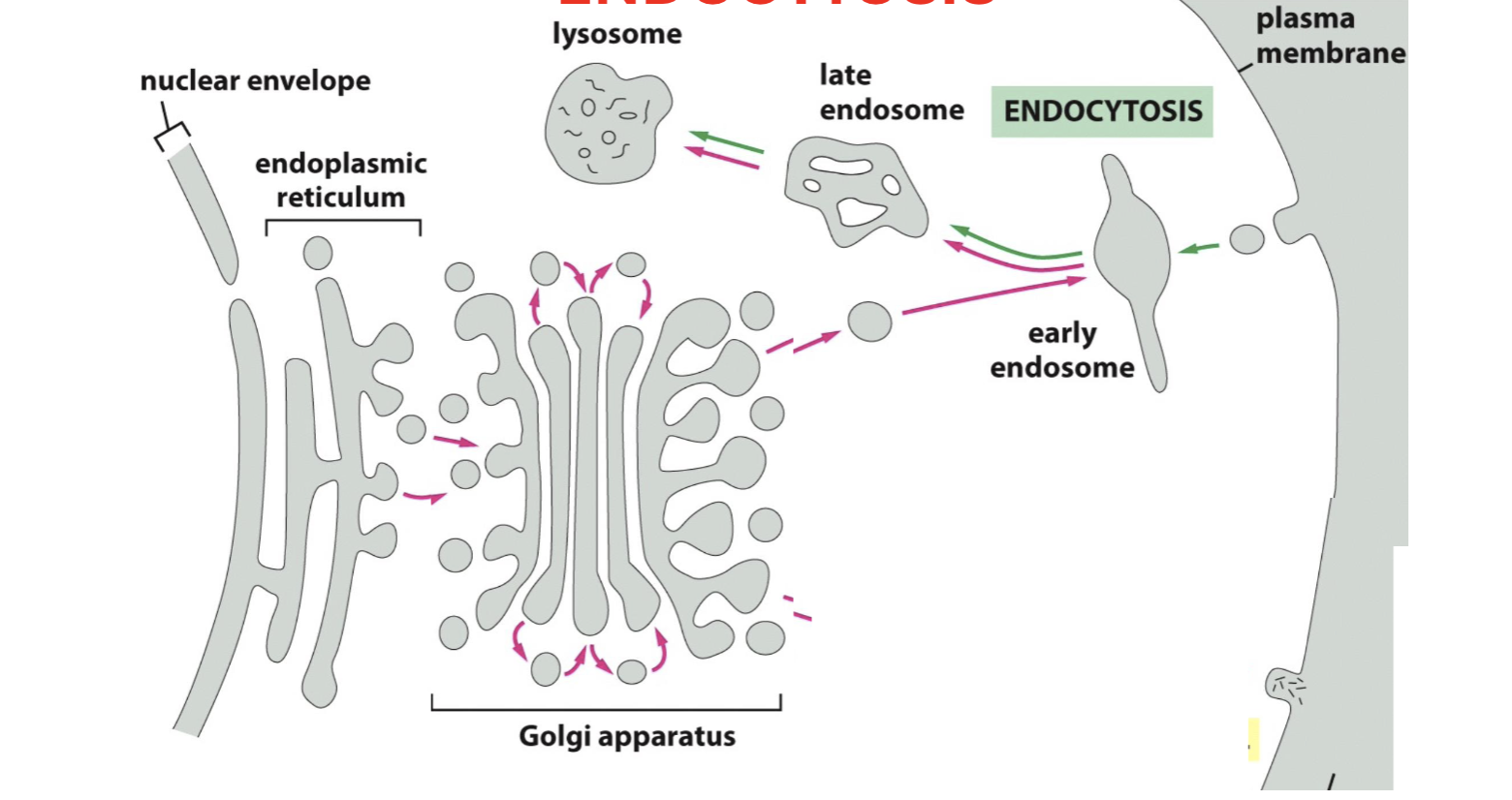 <p>endocytosis</p>