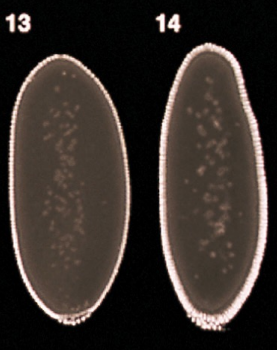 <p>From the 13th to 14th cell division during cleavage, <strong><mark data-color="green" style="background-color: green; color: inherit;">cellularization</mark></strong> occurs, in which the cell membrane <u>invaginates</u> around the individual nuclei of the Drosophila syncytial blastoderm to form <u>individual cells</u></p><ul><li><p>There is no longer a syncytium</p></li><li><p>The syncytial blastoderm becomes a <strong><mark data-color="yellow" style="background-color: yellow; color: inherit;">cellular blastoderm</mark></strong></p></li></ul><p></p>