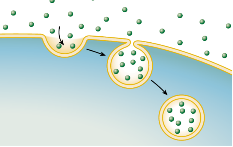 <p>A transport method where vesicles collect material from outside of the cell and brings it in</p>