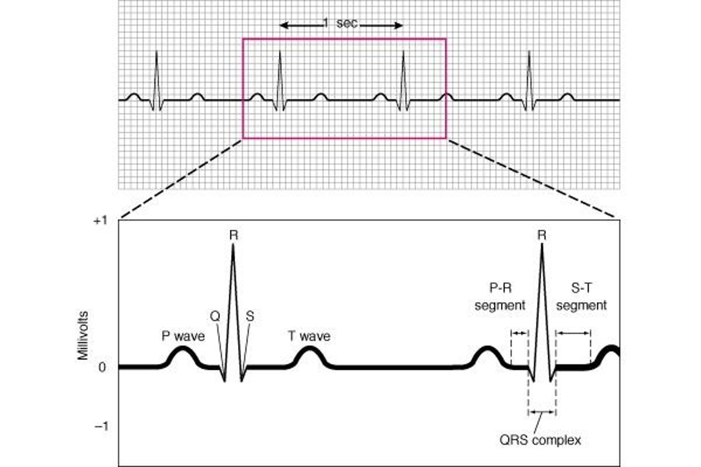 <p>The electrical activity of the heart.</p>