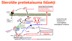 <p>Lielākā daļa GK efektu ir pleiotropas ietekmes rezultāts - sākot no steroīda piesaistes intracelulāriem GK receptoriem, līdz sekojošai translokācijā kodolā un izmaiņām gēnu transkripcijā. Ar steroīdu nesaistītā formā intracelulārie glikokortikoīdu receptori (GR) ir savienoti ar stabilizējošiem proteīniem - proteīnu Hsp90 un imunofilīnu. Nesaistītā receptora forma nespēj ietekmēt gēnu transkripciju. Steroīda piesaistīšanās izraisa konformācijas izmaiņas, kas izraisa pavadītājproteīnu apmaiņu un ļauj steroīdu-GR kompleksu savienot ar dineīna transportproteīnu. Tā rezultātā notiek steroīdu-GR kompleksa pārvietošana no citoplazmas uz kodolu. Nonākot kodolā, steroīdu-GR komplekss dimerizējas un saistās ar GK atbildes elementiem (GRE), kas saistīti ar GK jutīgo gēnu regulējošo reģionu. Glikokortikoīdu-GR dimēra saistīšana vai nu nomāc, vai stimulē jutīgu gēnu transkripciju, kā rezultātā izmainās mRNS sintēze, un pēc tam izmaiņas skar arī proteīnu sintēzi. Ir noskaidrots, ka gan iekaisuma citokīnu sintēzes inhibēšanā, gan arī aneksīna A1 sintēzes aktivēšanā, liela nozīme ir GK pretiekaisuma un imūnmodulējošajo efektu mijiedarbībai. Atsevišķās situācijās GK piesaistoties membrānas receptoriem (mGR) spēj izraisīt ātras iedarbības efektus. Šie negenomiskie mehānismi vēl joprojām nav pilnībā izpētīti.</p>