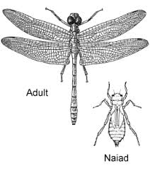 <p>List the subphylum, class, division, and order of this organism</p>