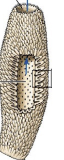 <p>type of sponge, class, arrows</p>