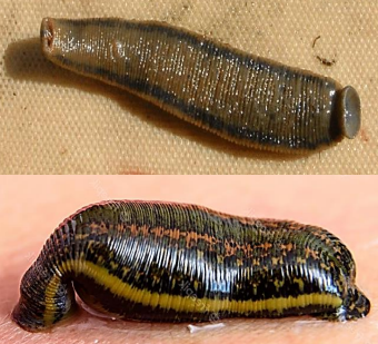 <p>Sanguijuelas. Hay tanto especies de agua dulce (corriente lenta) como terrestres (suelos húmedos). Son hematófagas, alimentándose de la sangre de vertebrados. Hay otras que son depredadoras de invertebrados. </p>