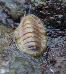 <p>(n) sinh vật</p>