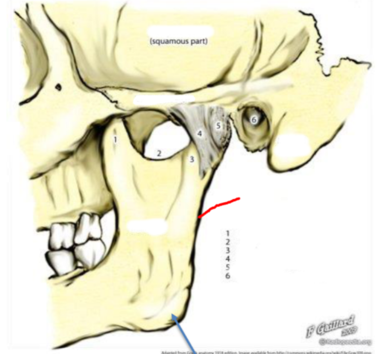 knowt flashcard image