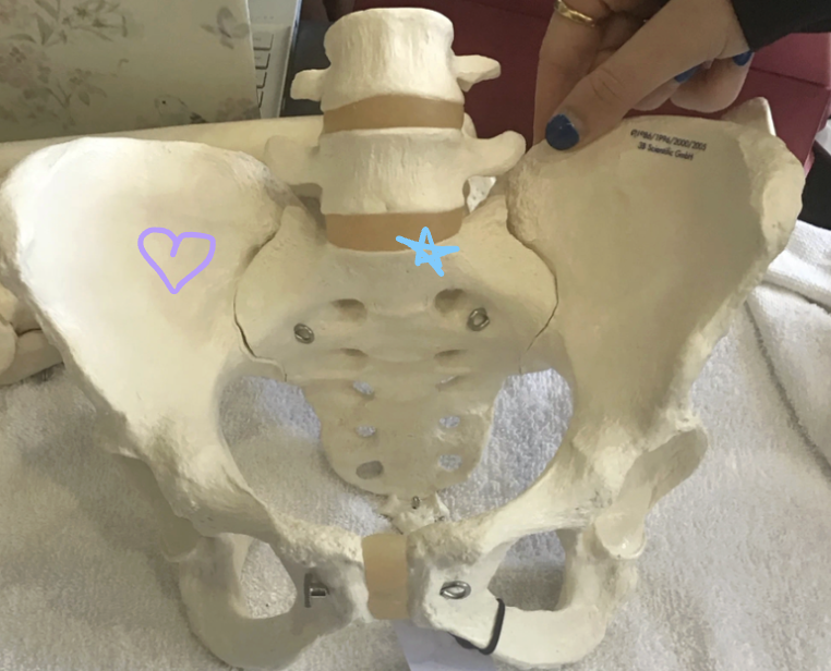 <p>Blue star: What is this structure? What vertebra articulates with this structure and what does it form? What motion occurs here?</p><p>Purple heart: What is this structure? What actions of the muscles occur here?</p>