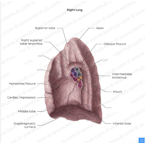 <p>Label the artery/vein inserts in the right lung</p>