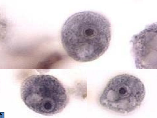 <p>What organism is this?</p>