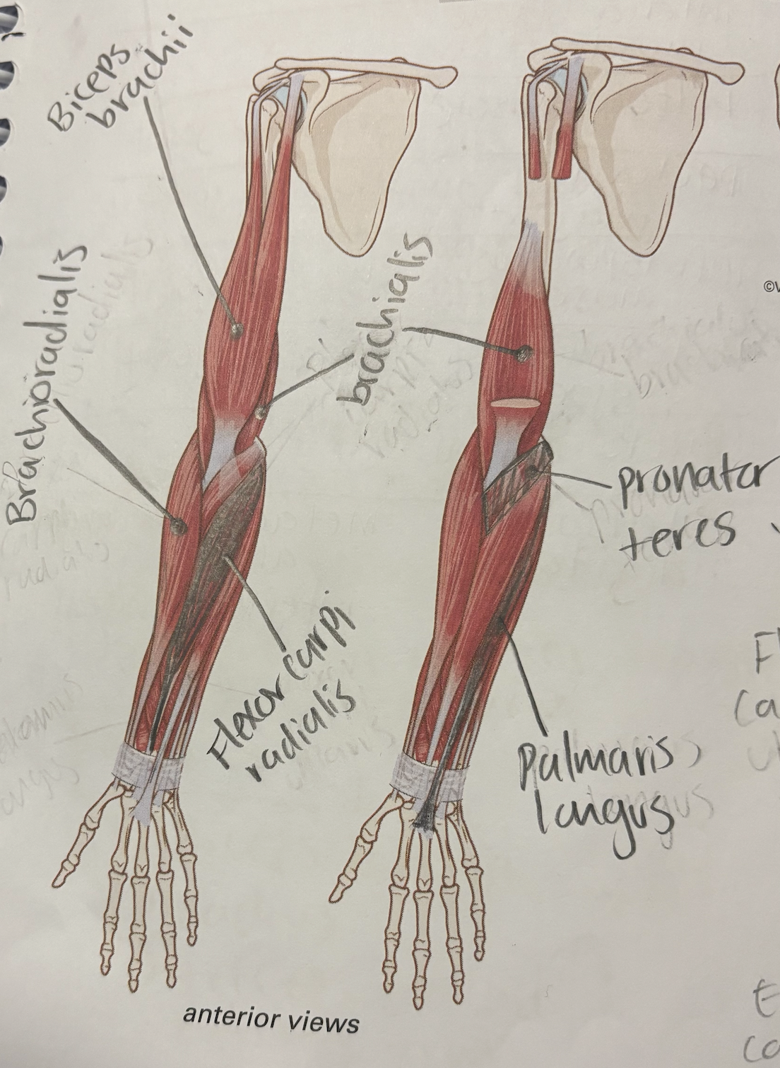 <p>brachioradialis</p>