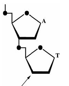 <p>DNA; 3'</p>