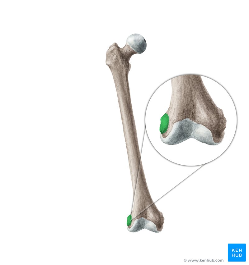 <p>small round projections above condyle</p>