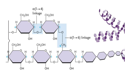 <p>Which Polysaccharide is this?</p>