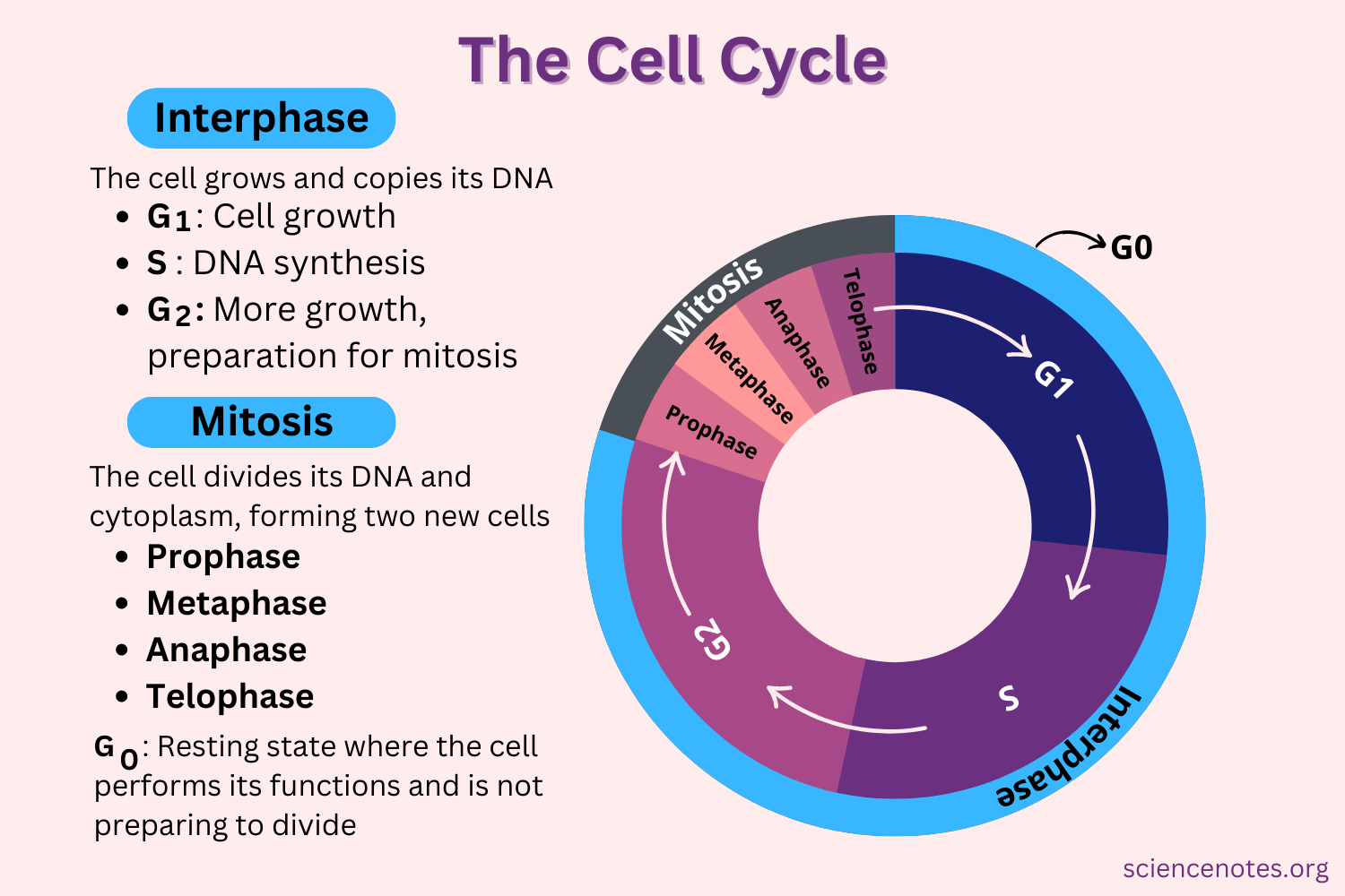 <p><span style="background-color: transparent;">series of events cells go through as they grow and divide</span></p><ul><li><p><span style="background-color: transparent;">Cell grows, prepares for division, then divides to form 2 daughter cells – each of which then begins the cycle again</span></p></li></ul><p>the WHOLE cell cycle is an extended version of PMAT. <strong><em><u>it is IPMATC</u></em></strong></p>