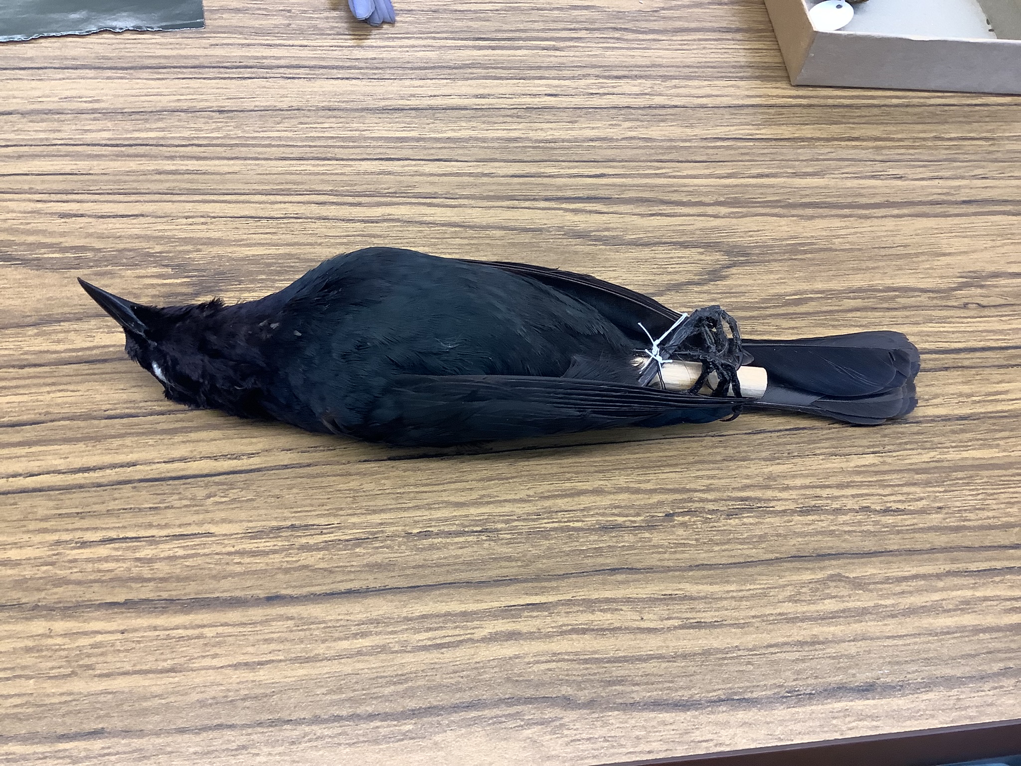 <p>Class Reptillia</p><p>Order Passeriformes</p><p>Brewers blackbird </p><p>has slightly teal underbelly compared to the crow </p>