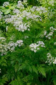 <p>Conium maculatum</p>