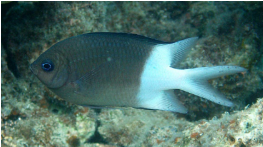 <p>Acanthochromis polyacanthus </p>