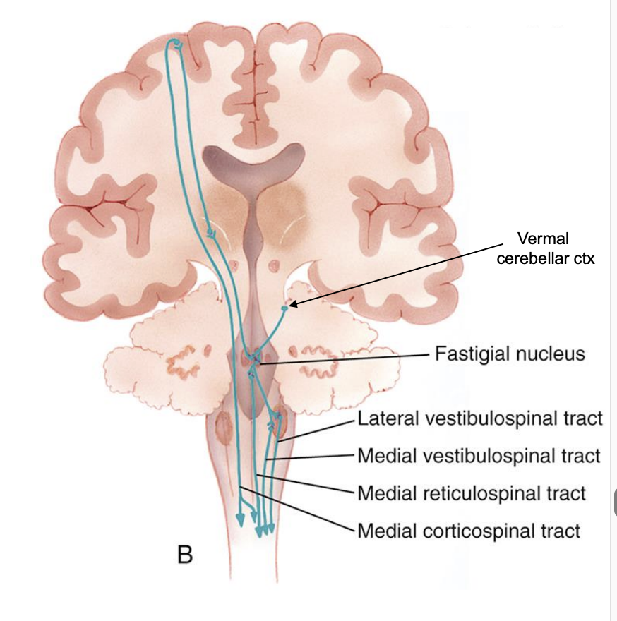 <ul><li><p>Fastigial nucleus (M): </p><ul><li><p>axial &amp; proximal muscles control via: </p><ul><li><p>vestibulospinal tracts </p></li><li><p>reticulospinal tract (pons) </p></li><li><p>thalamus (thalamocortical tract; medial corticospinal) </p></li></ul></li></ul></li><li><p>interposed nucleus (L): </p><ul><li><p>control of gross limb movements via: </p><ul><li><p>rubrospinal and lateral corticospinal </p></li></ul></li></ul></li></ul><p></p>