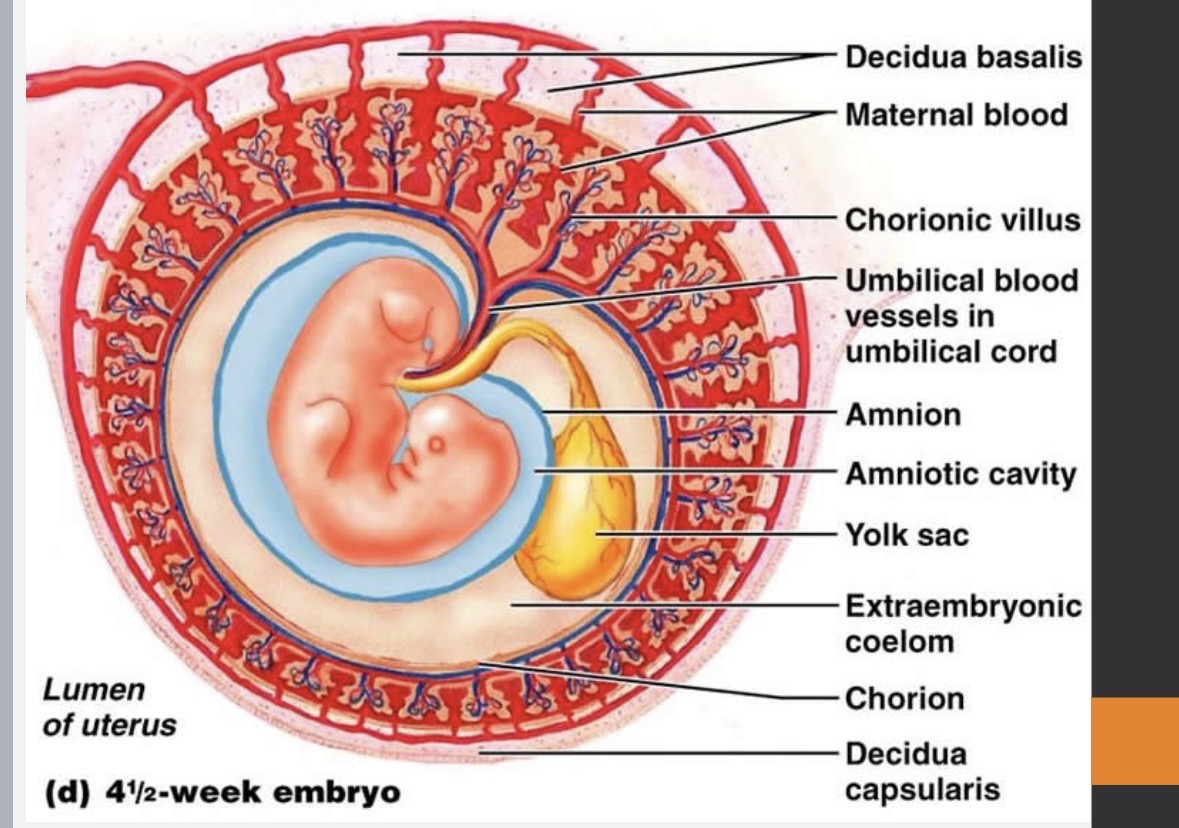 <p>initial <strong>source</strong> of <strong>nutrients</strong> in <strong>first 5 weeks</strong></p><p>forms <strong>umbilical cord</strong></p>