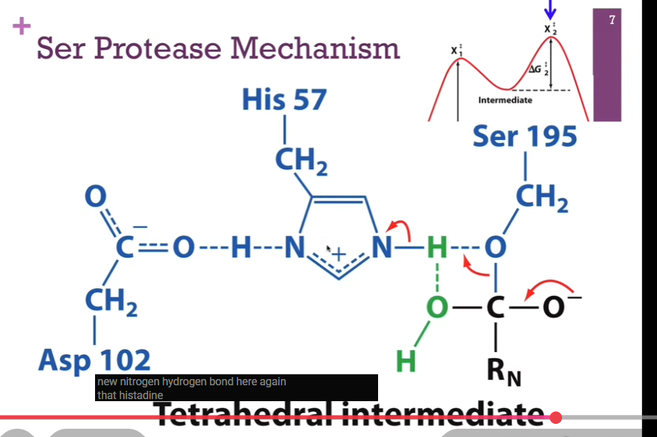 <p>Have our new N-H bond. His carrying a positive charge. Remember, it’s stabilized by this His hydrogen bond! (look at schematic!). Now, we have a C-O bond with out PEPTIDE here! SO, now we have a new tetrahedral intermediate. Carbonyl carbon is now again a tetrahedral intermediate, an unstable carb anion, our SECOND energy hill, intermediate = X2doubledagger. Must resolve the structure. </p>