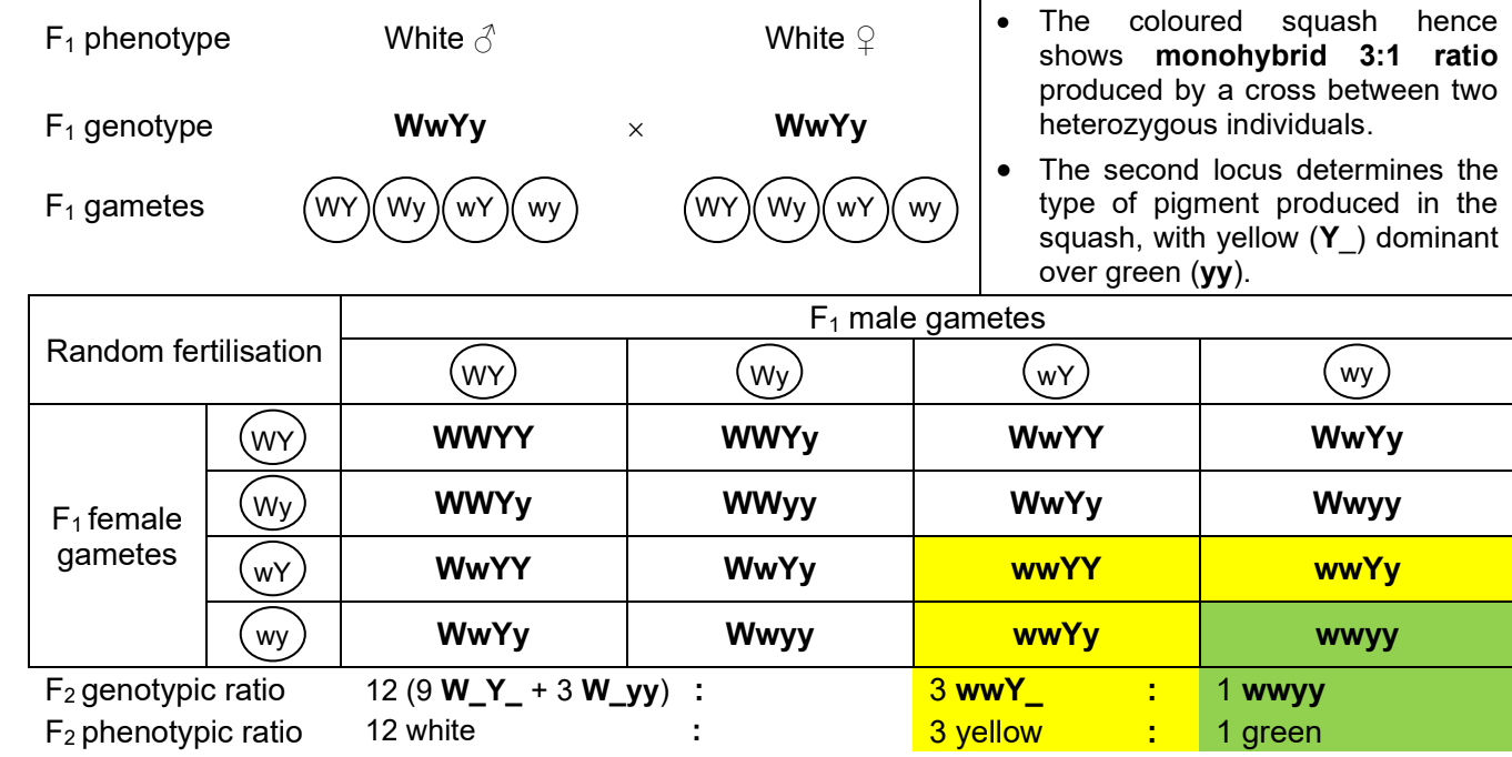 <p></p><ul><li><p>dominant allele W is<mark data-color="yellow" style="background-color: yellow; color: inherit;"> epistatic t</mark>o the alleles Y and y</p></li><li><p>the presence of <strong>at least one W dominant allele</strong> at epistatic gene locus is needed to <mark data-color="yellow" style="background-color: yellow; color: inherit;">encodes an inhibitor for</mark> the production of pigement(YY, Yy, yy), <mark data-color="yellow" style="background-color: yellow; color: inherit;">suppressing the expression</mark> of Y and y allele</p></li><li><p>genotypes W_ _ _ result in 12/16 progeny squashes being white</p></li></ul><ul><li><p>the coloured squash have ww genotype at epistatic gene locus will result in coloured squash with the <mark data-color="yellow" style="background-color: yellow; color: inherit;">monohybrid ratio of 3:1</mark> for yellow to green since yellow is dominant over green</p></li><li><p>o<mark data-color="yellow" style="background-color: yellow; color: inherit;">ffspring phenotypic ratio is 12(9+3):3:1</mark> instead of the typical mendelian dihybrid ratio 9:3:3:1</p></li></ul><p></p>