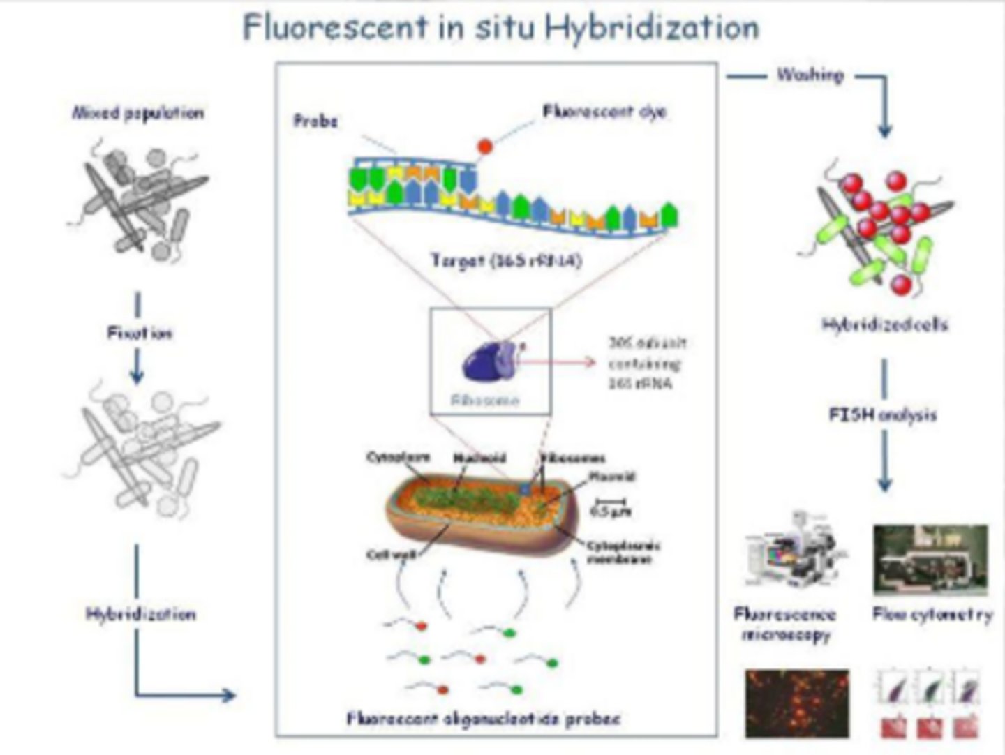 <p>Uses a DNA or RNA probe, usually fluorescent, to detect and localize a DNA or mRNA in a tissue or cells instead of membrane. Denature DNA in a tissue and add probe</p>