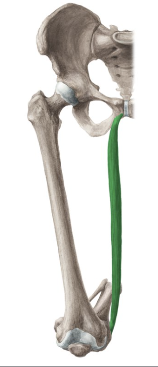 <p>Adducts thigh. Flexes hip. Flexes knee.</p>