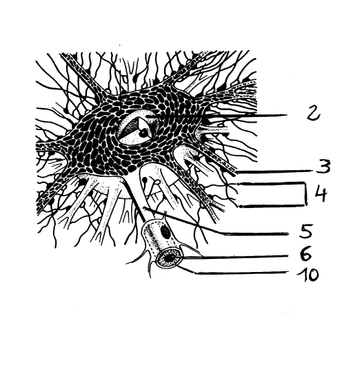 <p>10</p>