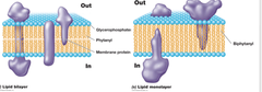 <p>can be bilayer or monolayer </p><p> </p><p>glycerophosphate head + hydrophobic tails of repeating ISOPRENE LIPDS </p><p>- isoprene = 5-carbon hydrocarbon; NOT FATTY ACIDS </p><p>have an ETHER linkage that connects hydrophobic tails and glycerophasphate head groups. </p><p>ether link stronger than ester linkage, make some archaeal extremophiles</p>