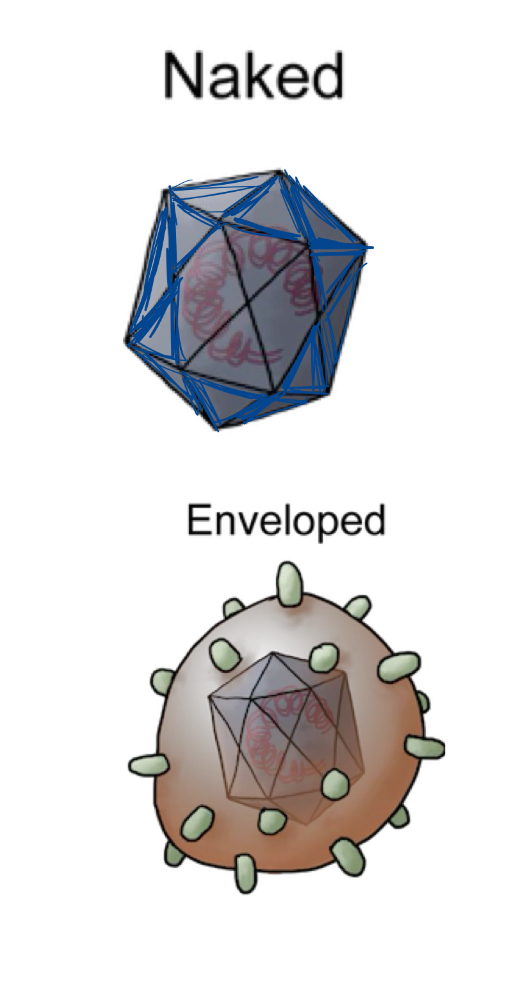 <p>lipid bilayer derived from host cell </p><p>acquired fly budding of nucleocapsid through cellular membrane </p><p>nucleocapsids inside envelope may be helical OR icosahedral </p>