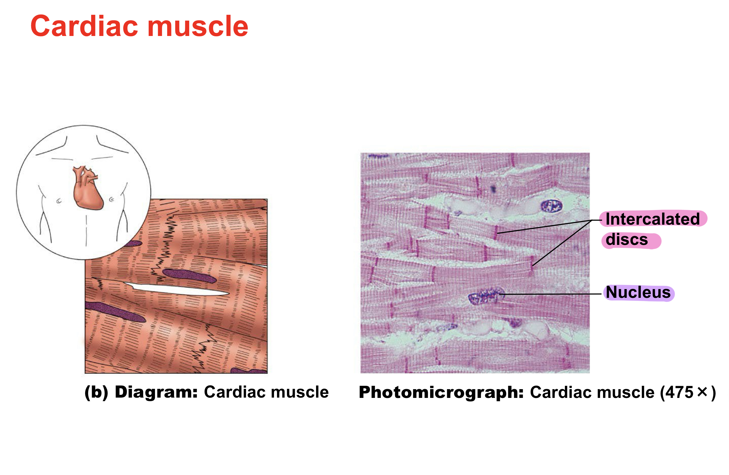 <p>Cardiac Muscle <span style="color: red;"><span>Unique features of </span></span><span style="color: rgb(18, 246, 204);"><span>Fibers (cells)</span></span> (Muscular System) </p>